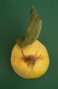 Fresh organic quince with leafÃÂ over green background.